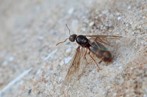 Réf. 215 270 : Lasius sp.